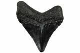 Serrated, Juvenile Megalodon Tooth - South Carolina #310500-1